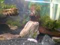 Java Moss Tank
