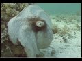 Octopus camouflage (better image/sound w/link).