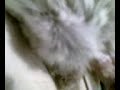 Prolapso rectal chinchilla beb�