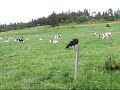 clochettes � vaches