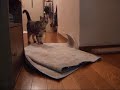 ?????????(=^?^=)?When RARA was kitten