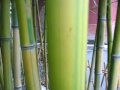 金镶玉竹 Gold laying jade bamboo at DaJue temple 20090804