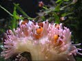 Nemo