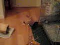 ネザーランドドワーフ