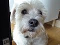 Balu the dog