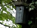 Eurasian Nuthatch couple