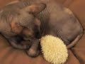 Ramses (My Sphynx Cat) & Carmel (My Baby Hedgehog) Bond! Ramses (My Sphynx Cat) & Carmel (My Baby Hedgehog) Bond!