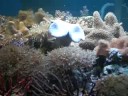 Coraux mous soft corals Marine Life