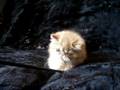 videos de CHARLIE KAM CATTERY 3