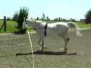 Gunner side reins july 6/08