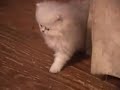 little kitty, big mama!