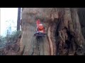 Jer's Big Cedar