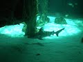 nadando con tiburones.avi