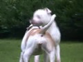 CanineDogProject