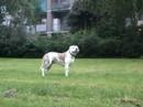caninedogproject