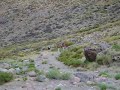 Quebrada del Diablo Agua Negra Cordillera Central