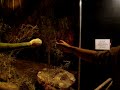 Jurasic 6
