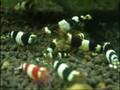 Red Bee Shrimp 紅水晶蝦