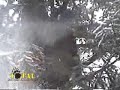 Mountain Lion Hunting British Columbia