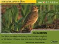 Feldlerche (Alauda arvensis)