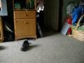 Sam sleeping and Playing Fetch 003