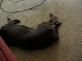 Scared Choc Lab Scared Choc Lab