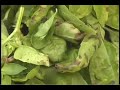 How to make Hippie Pesto How to make Hippie Pesto