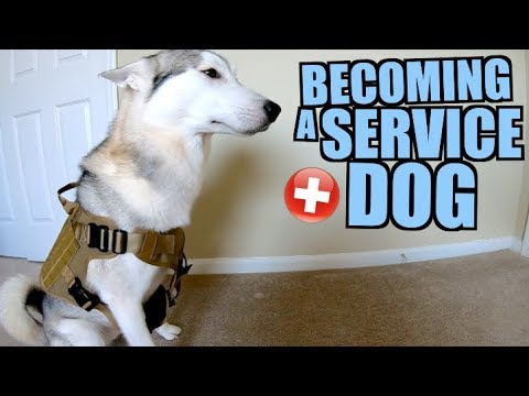 video-linktoworks-Becoming A Siberian Husky Service Dog!!