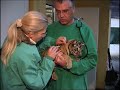 Neues von den Tigerbabys; Baby Tigers Tierpark Hamm : wieder sehr putzig !! Neues von den Tigerbabys; Baby Tigers Tierpark Hamm : wieder sehr putzig !!