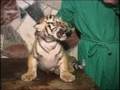 Neues von den Tigerbabys; Baby Tigers Tierpark Hamm : wieder sehr putzig !!