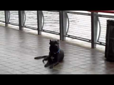 bandog