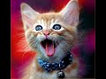 animal slideshow: mya - my love is like wo animal slideshow: mya - my love is like wo