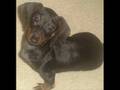 animal slideshow: mya - my love is like wo