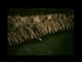 spermatozoo aviglianese spermatozoo aviglianese
