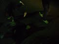 The Jerk.AVI