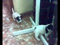 perillos chico-chica2