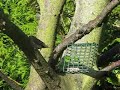 Robin 12seconds