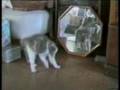 CAT´S BLOPPERS