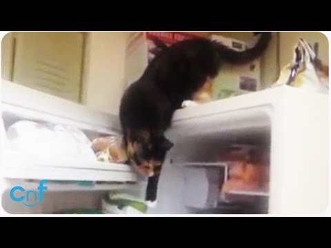 Sneaky Cat Steals Fish | Lock Your Freezer