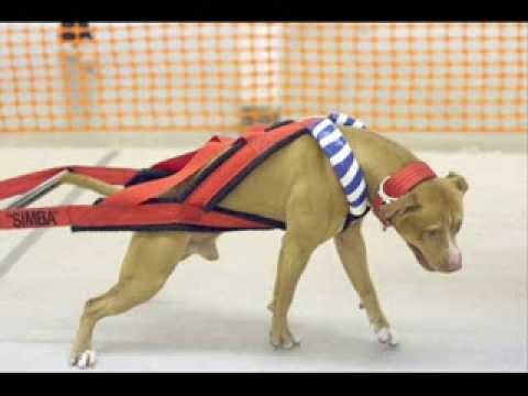 pit bull terrier