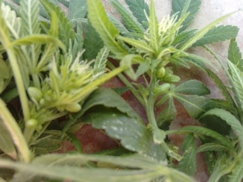 hermafroditas - sembrar marihuana,todos sus cuidados,alimentacion,plagas,evolucion,todo paso a paso en una serie.-like pa que esto crezca-http://www.youtube.com/user/MrMakap...