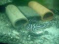 L46 Hypancistrus Zebra L46 Hypancistrus Zebra