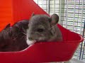 mes bébé chinchilla