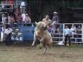 JARIPEO GANADERIAS UNIDAS DE AUTLAN RANCHO BUENOS AIRES Y GRANO DE ORO EN EL GRULLO, JALISCO.