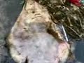 ALIEN FISH RARE