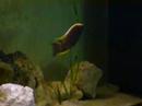 capadichromis geertsi gome sauvage/wild