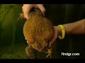 Giga Frog