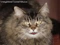 Le chat Qu�b�cois