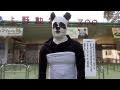 上野動物園パンダ公開延期で怒り狂う | Panda in the Park The umbrella is destroyed.