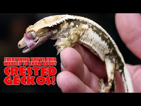 YouTube reptile video